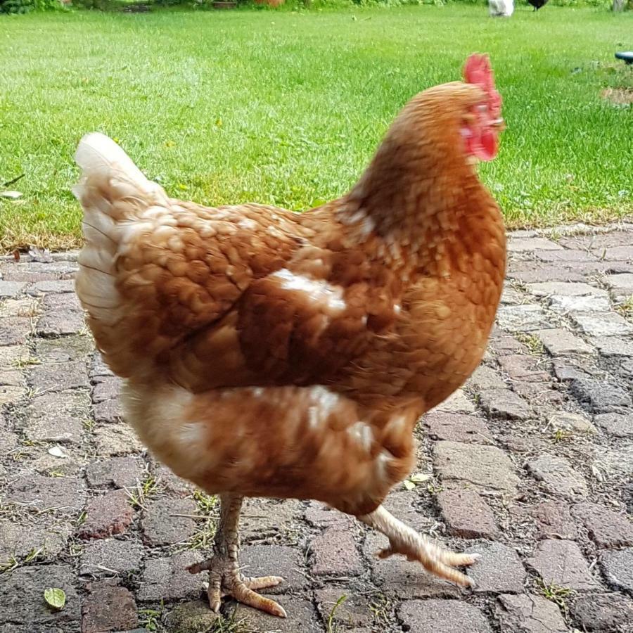 Boerderij Met Atelier Pensionat Dalfsen Exteriör bild